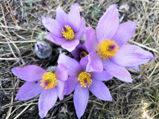Krokus Blumengemeinschaft