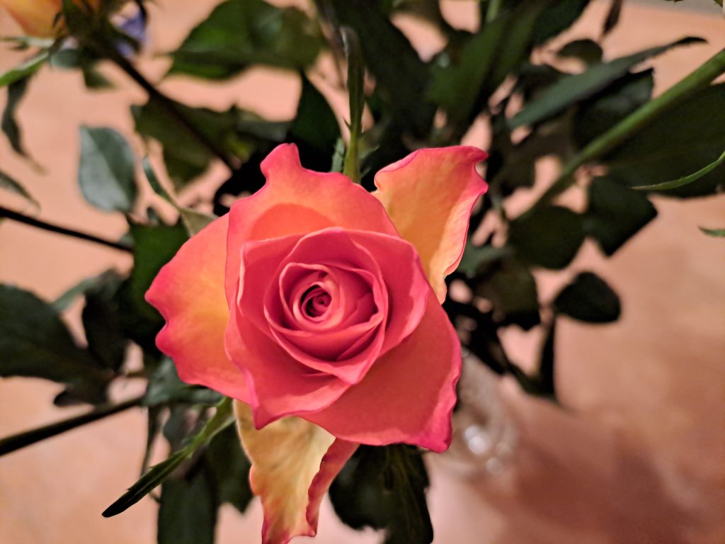 Rose