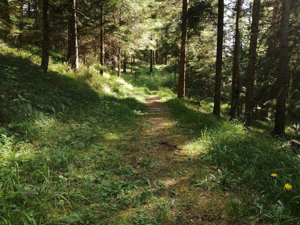 Ein Spaziergang im Wald, wird unser Retreat begleiten